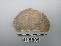 藏品(貝刮器)的圖片